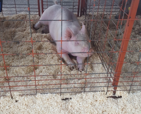 RFID technology protects swine industry with traceability