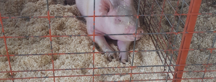 RFID technology protects swine industry with traceability